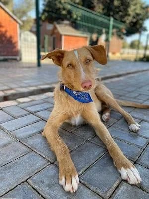 Rio, male senior Mixed Breed for adoption at Tierfreunde Europa e.V., Simonswald