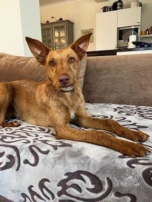 Rufus, male senior Mixed Breed for adoption at Tierfreunde Europa e.V., Simonswald