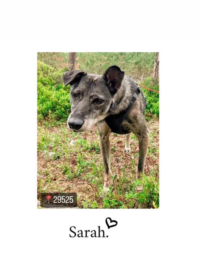 Sarah bereits in Deutschland, female senior German Shepherd for adoption at Tierfreunde im Fläming e.V.