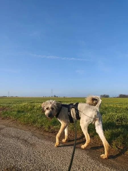 Lola, female young Mixed Breed for adoption at Tierfreunde im Fläming e.V.