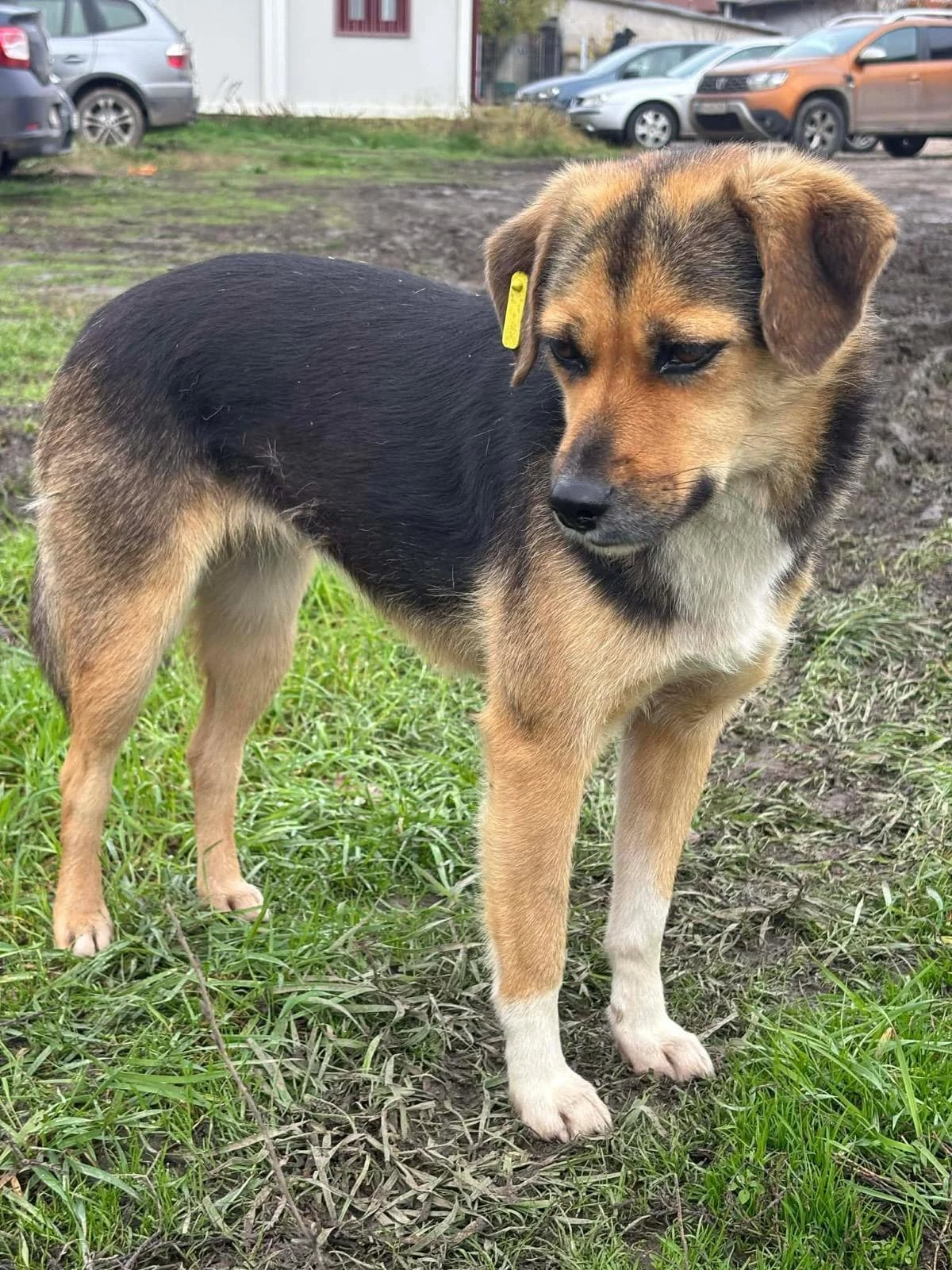 Hella, female 4yo Mixed Breed for adoption at Tierfreunde im Fläming e.V.