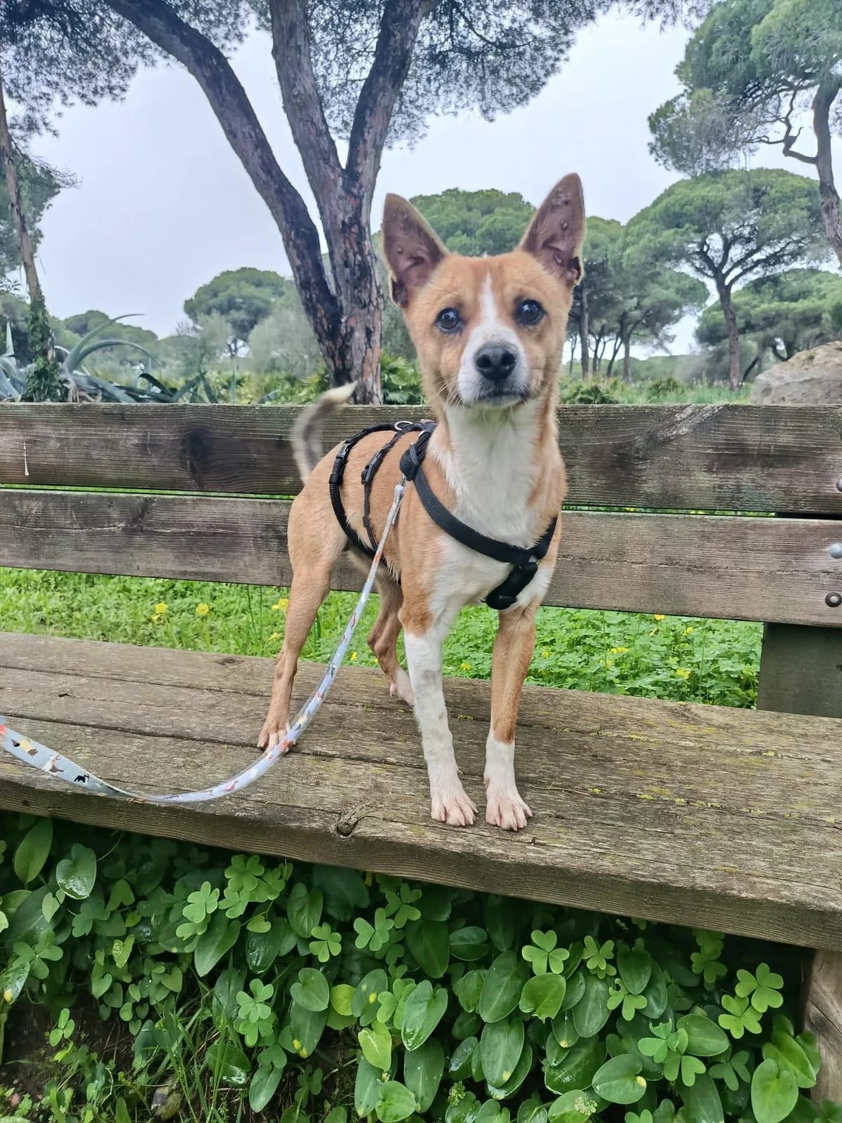 Gute, male Podenco for adoption at Tierfreunde im Fläming e.V.