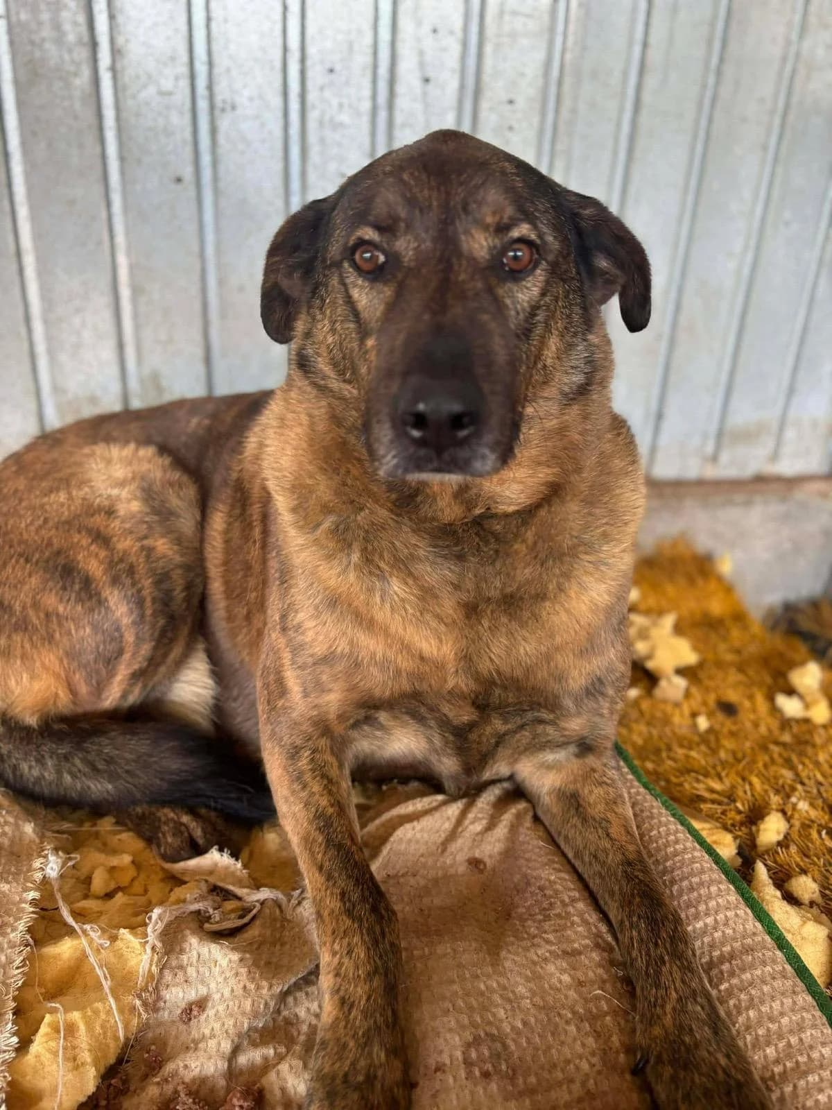 Sherlock, male senior Mixed Breed for adoption at Tierfreunde im Fläming e.V.