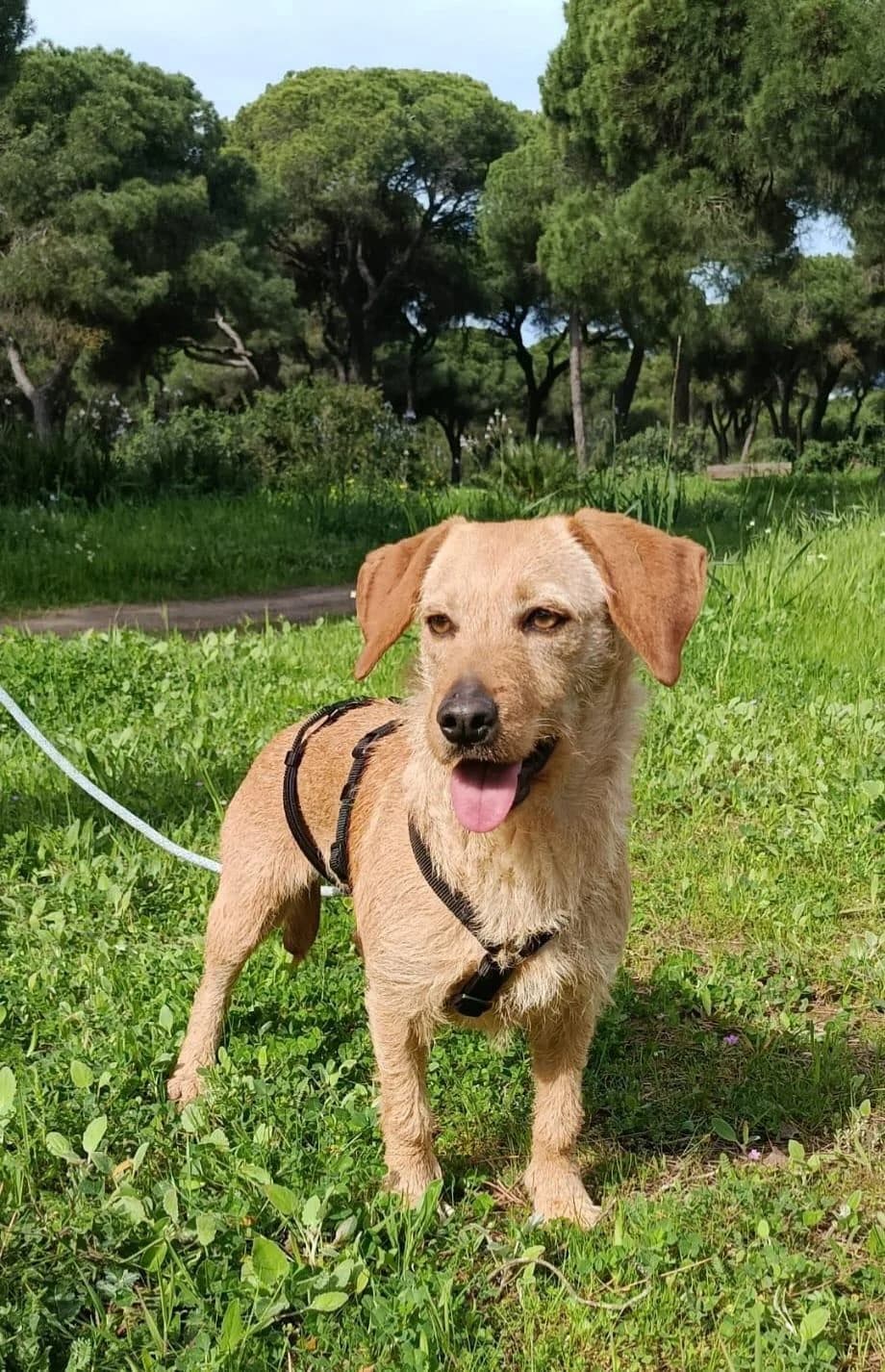 zartes, female Podenco for adoption at Tierfreunde im Fläming e.V.
