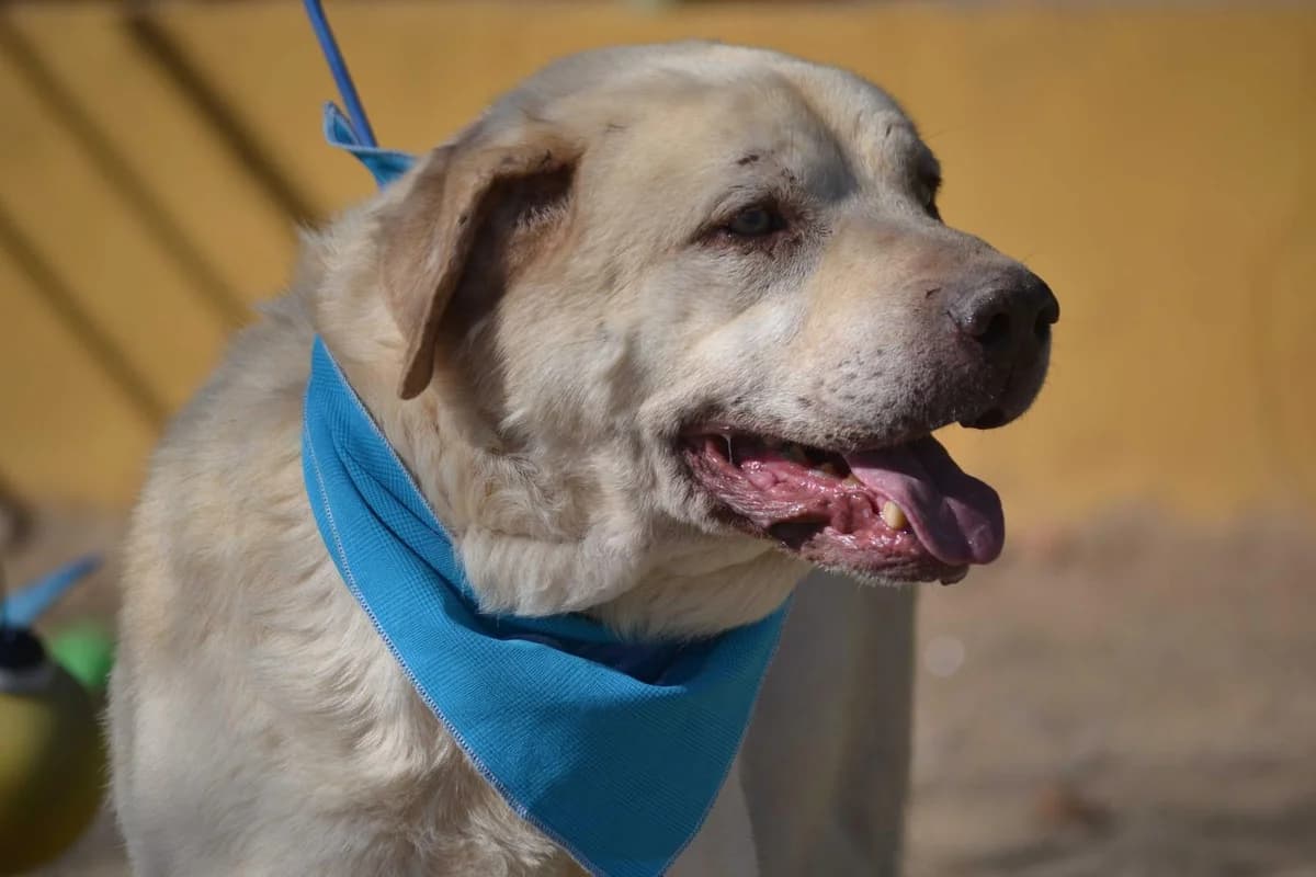Till, male Labrador Retriever for adoption at Tierfreunde im Fläming e.V.