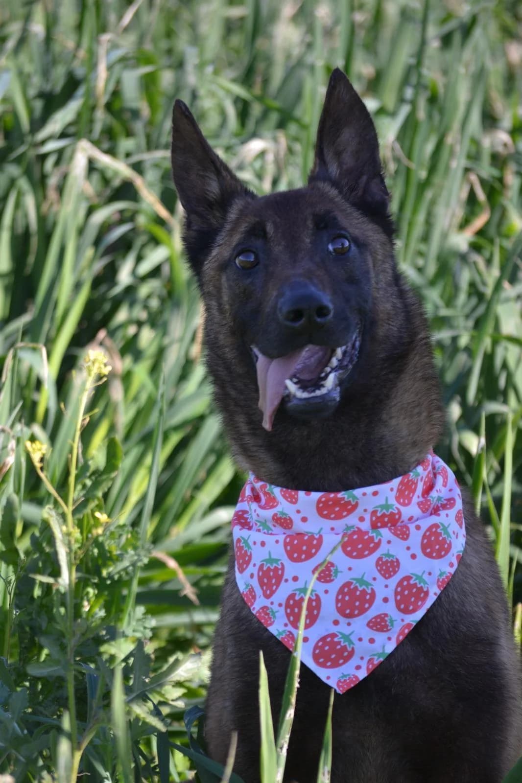 Shari, female Belgian Malinois for adoption at Tierfreunde im Fläming e.V.