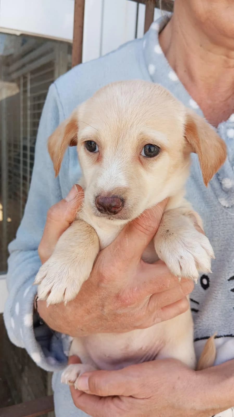 Welpenmädchen Asya, female Podenco for adoption at Tierfreunde im Fläming e.V.