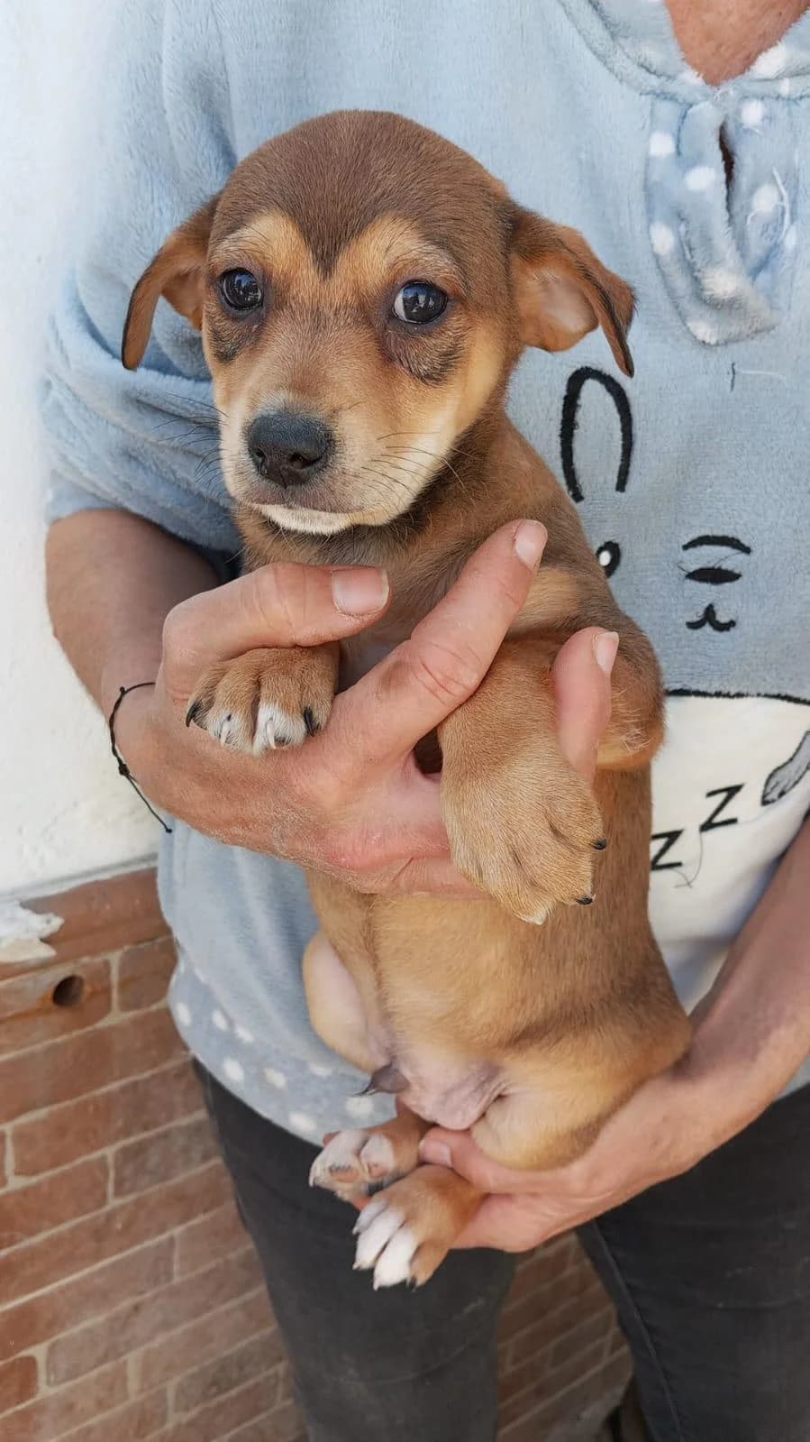 Welpenbube Agu, male Podenco for adoption at Tierfreunde im Fläming e.V.