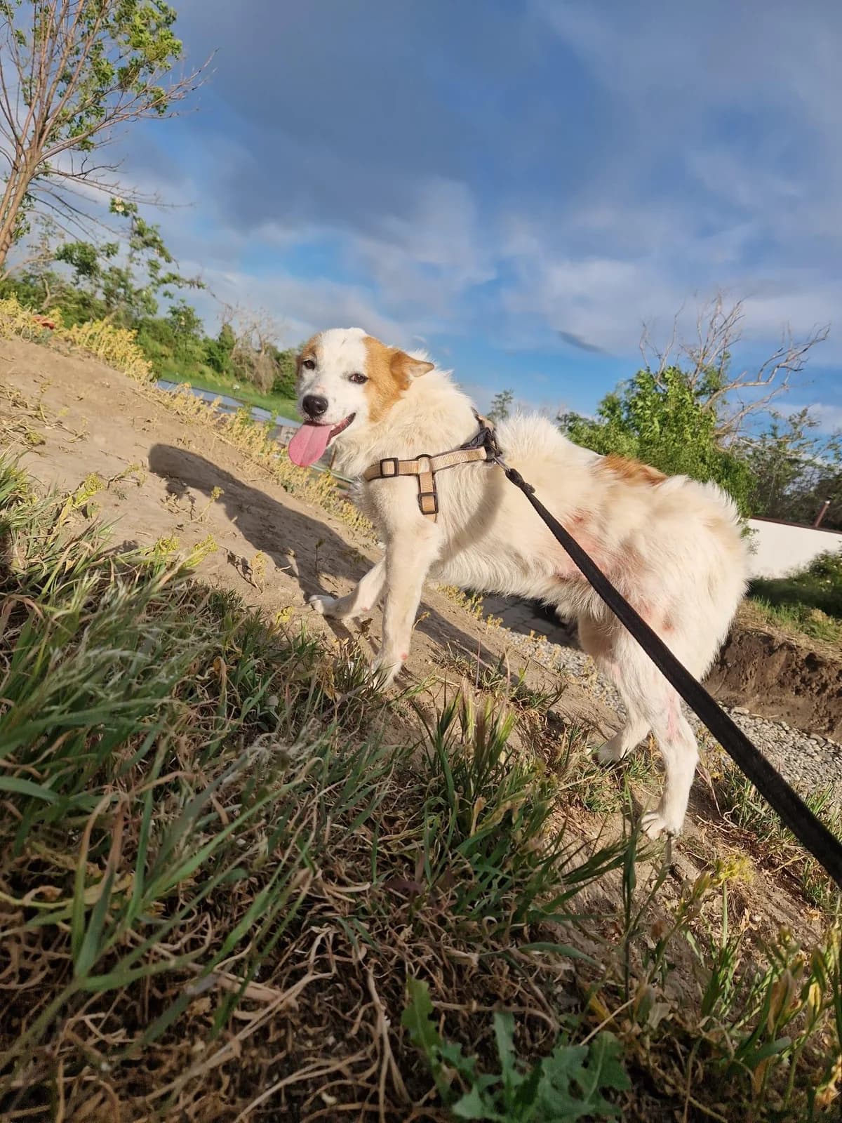 Oslo; im Karton ausgesetzt, male young Mixed Breed for adoption at Tierfreunde im Fläming e.V.