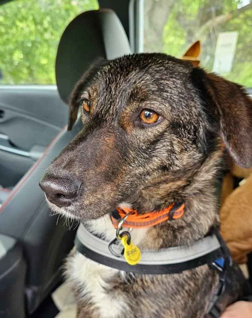 Lisboa; kooperative Bardino Mix, female 3yo Mixed Breed for adoption at Tierfreunde im Fläming e.V.