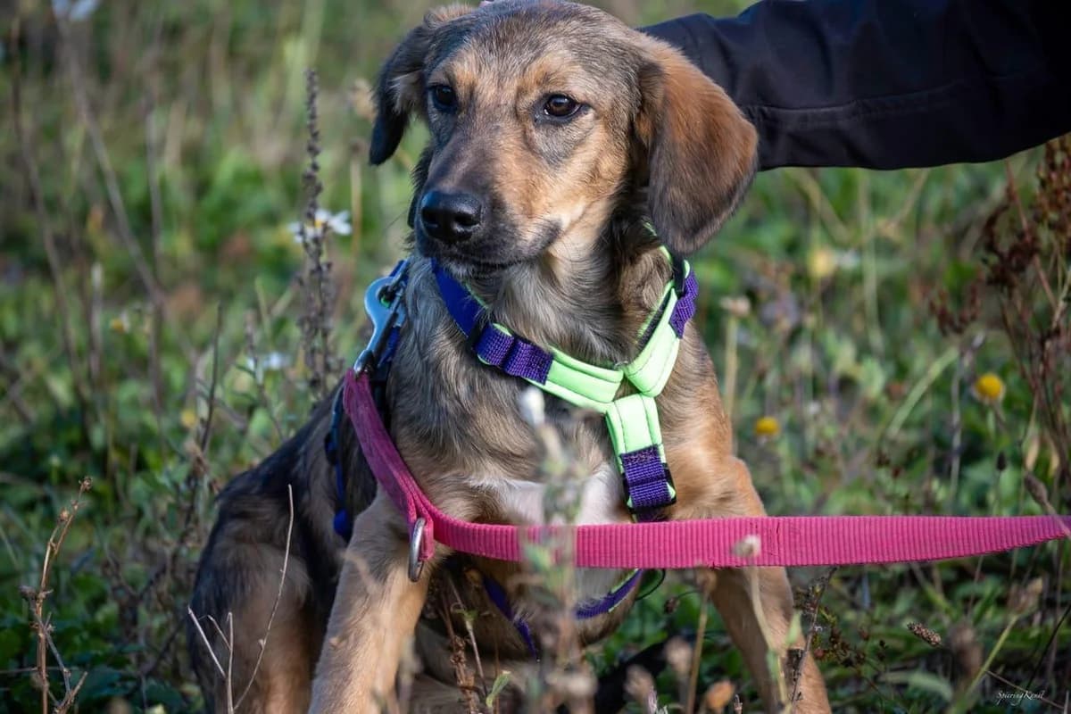 Hier kommt Tina, female puppy Labrador Retriever for adoption at Tierfreunde im Fläming e.V.