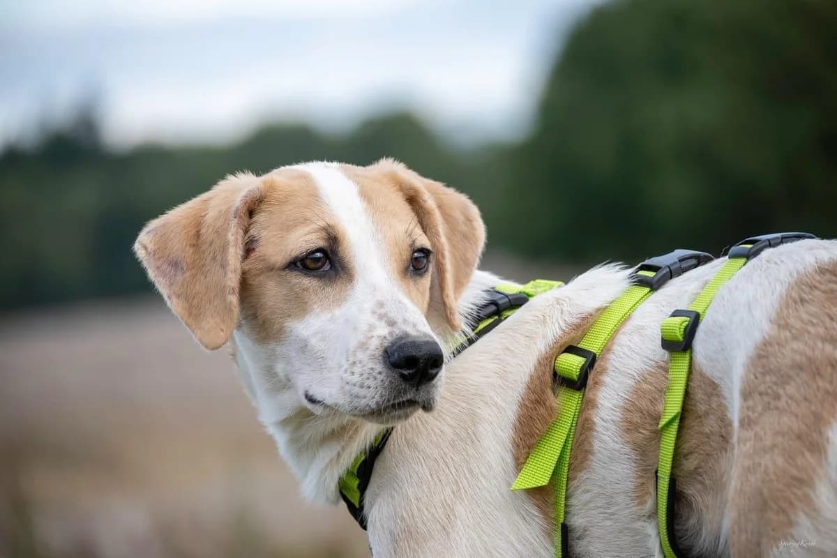 Sanfter Nico, male puppy Labrador Retriever for adoption at Tierfreunde im Fläming e.V.
