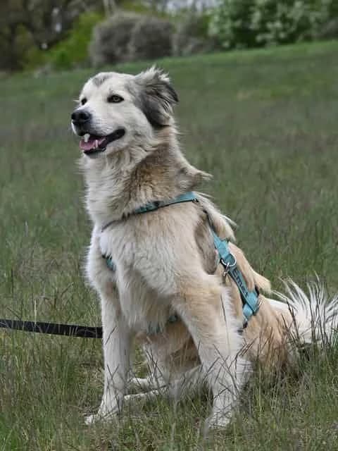 Emet, male 3yo Mixed Breed for adoption at Tierfreunde im Fläming e.V.