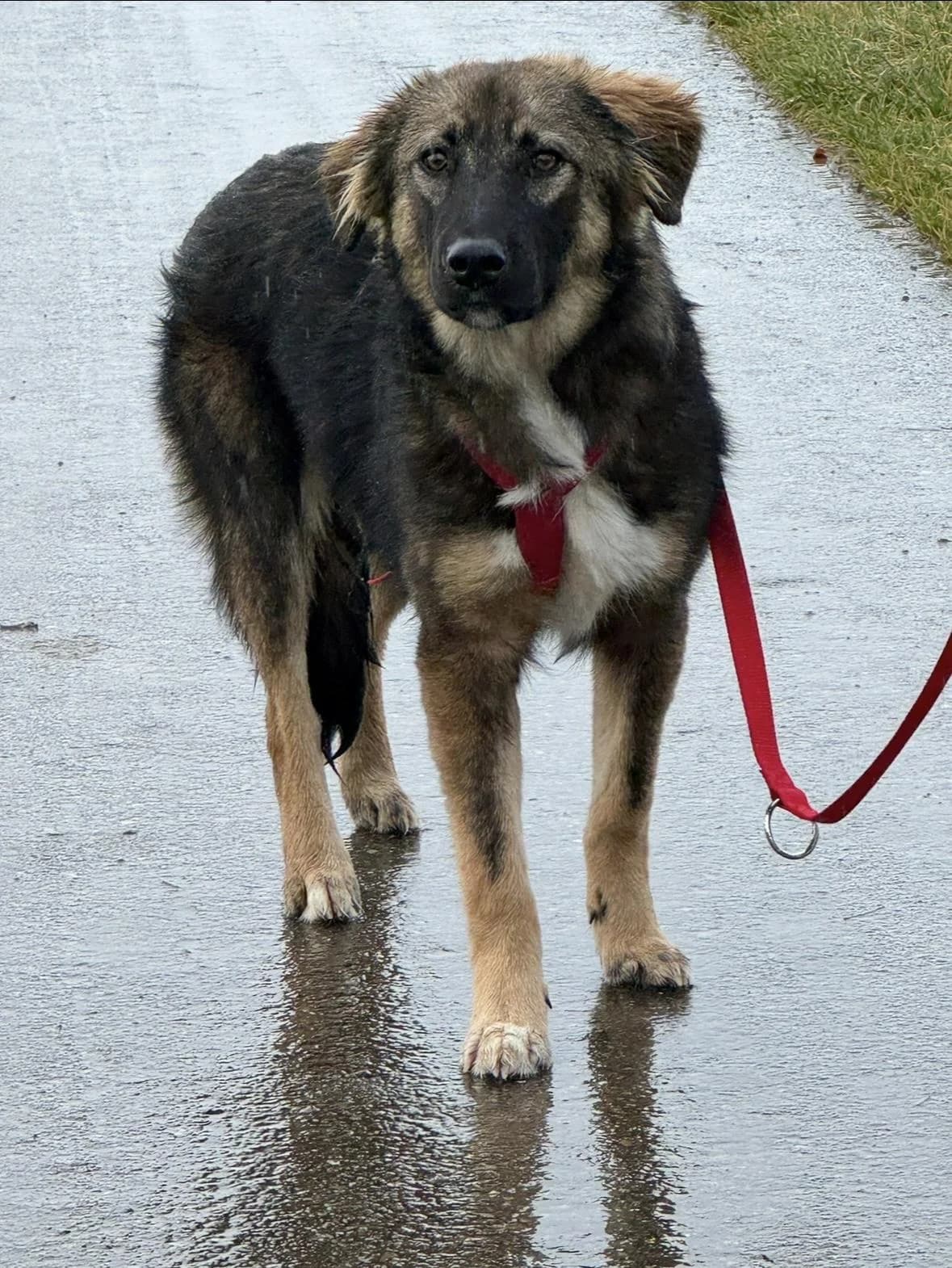 Scotty dringend Zuhause gesucht, male puppy Mixed Breed for adoption at Tierfreunde im Fläming e.V.