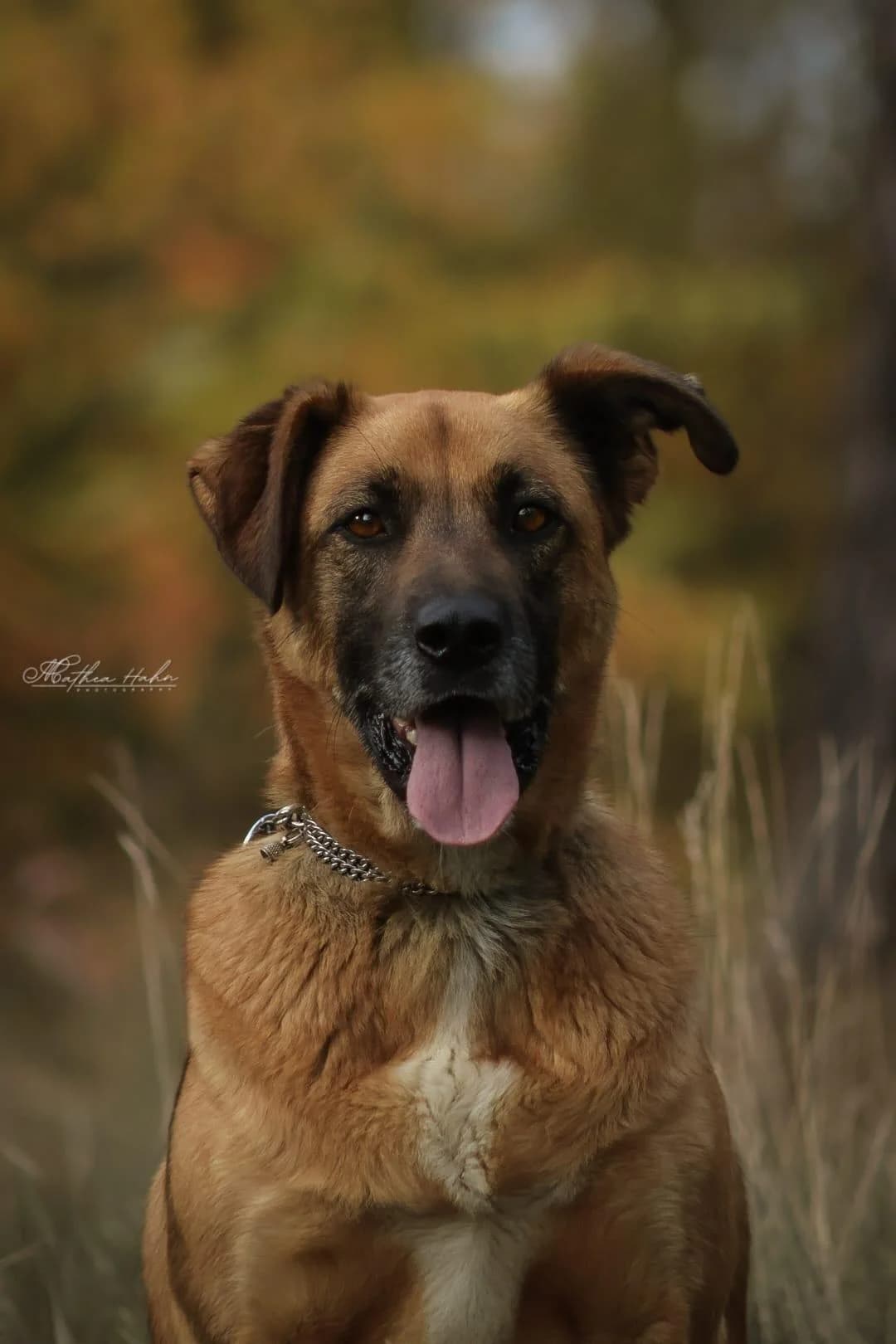 Petrokhan, male 4yo Mixed Breed for adoption at Tierfreunde im Fläming e.V.