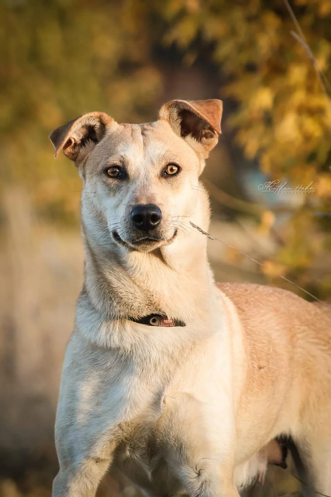 Haily, female young Mixed Breed for adoption at Tierfreunde im Fläming e.V.
