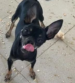 ARTUR, male Mixed Breed for adoption at Tierfreunde im Fläming e.V.