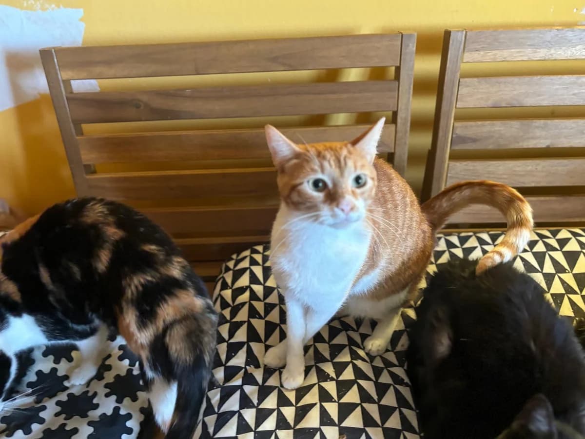 Barbos, male young Mixed Breed Cat for adoption at Tierfreunde im Fläming e.V.