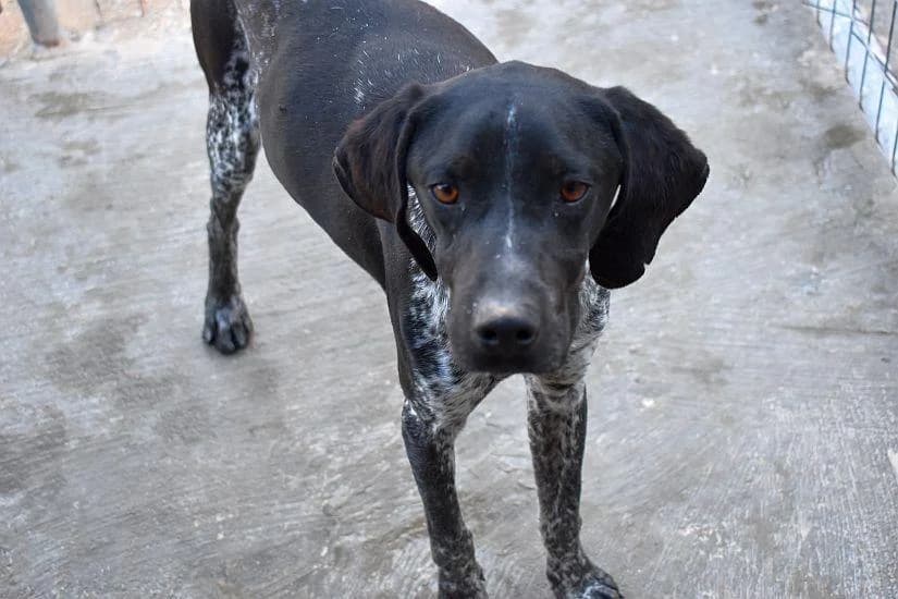Titan, male young Pointer for adoption at Tierfreunde im Fläming e.V.