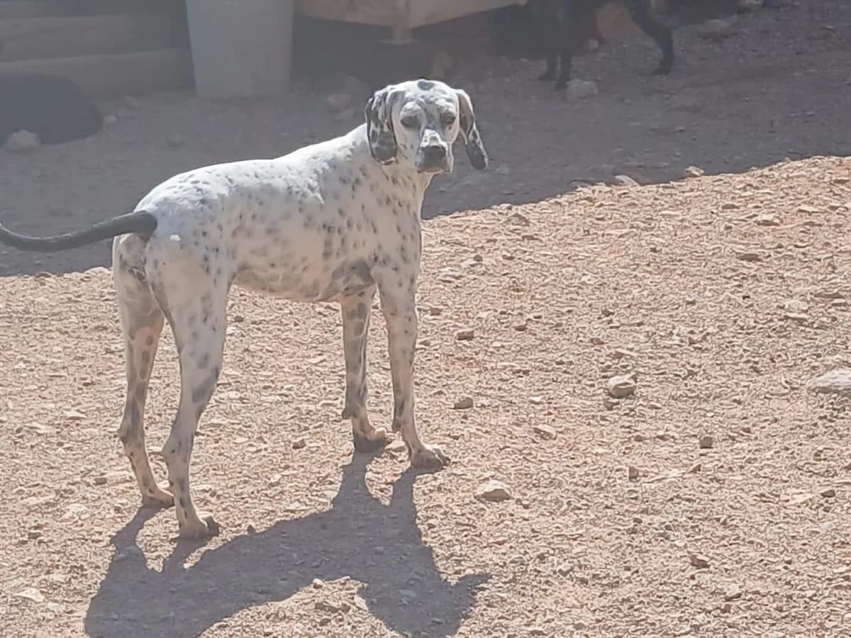 Amelie, female 3yo Pointer for adoption at Tierfreunde im Fläming e.V.