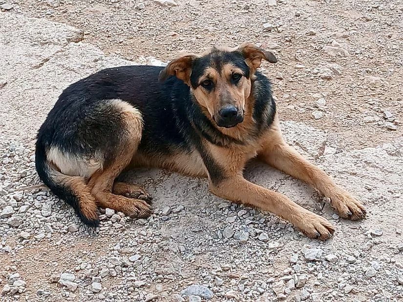 Babsie, female young German Shepherd for adoption at Tierfreunde im Fläming e.V.