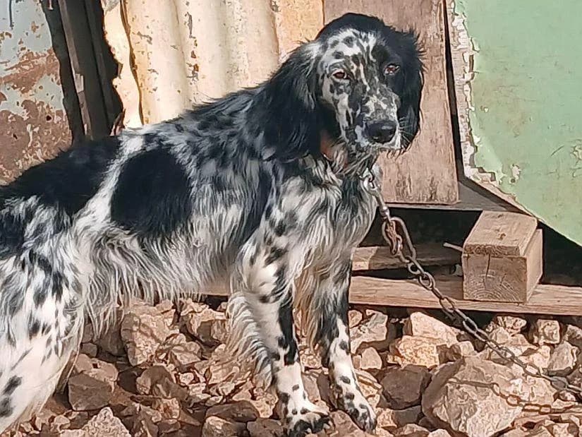 Kira, female young Mixed Breed for adoption at Tierfreunde im Fläming e.V.