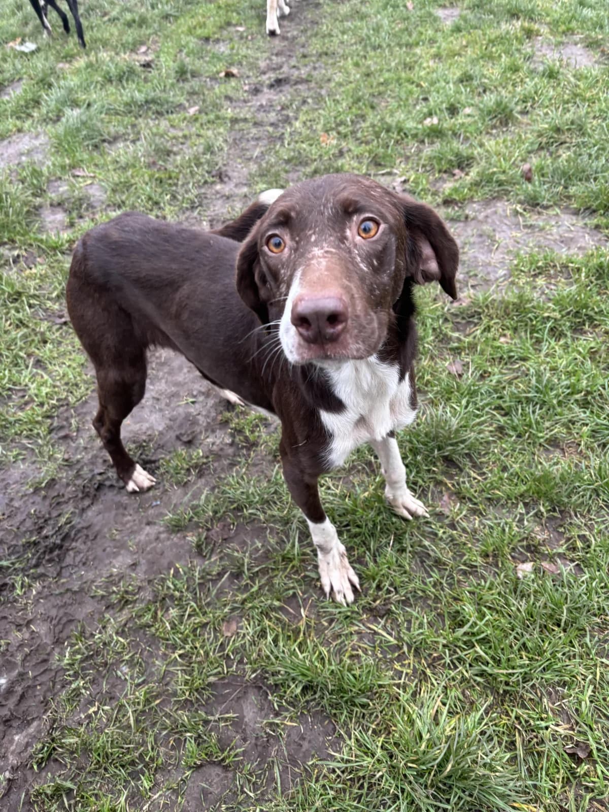 Sensible Hündin Face, young Mixed Breed for adoption at Tierfreunde im Fläming e.V.