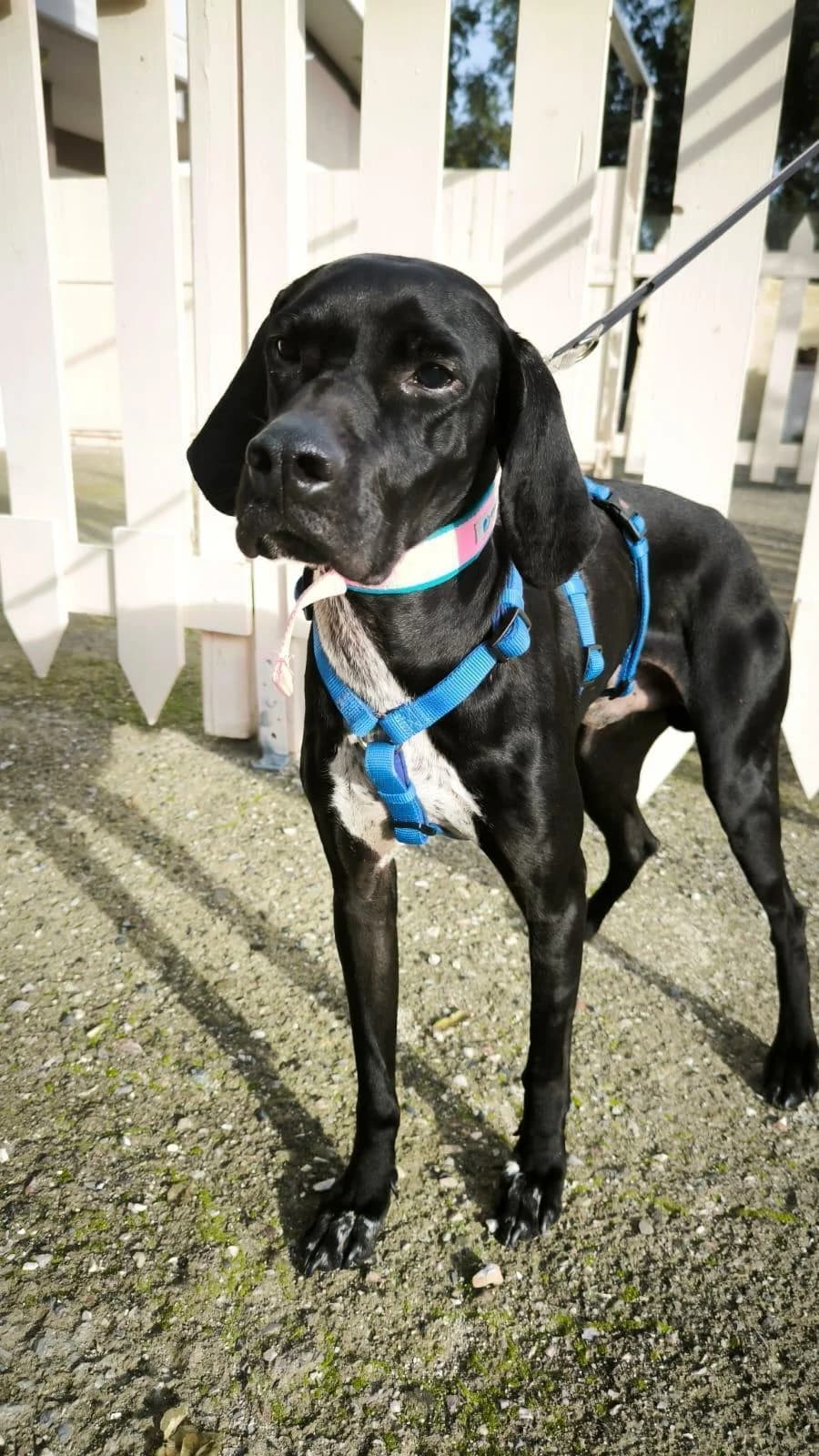 Aris, male young Pointer for adoption at Tierfreunde im Fläming e.V.