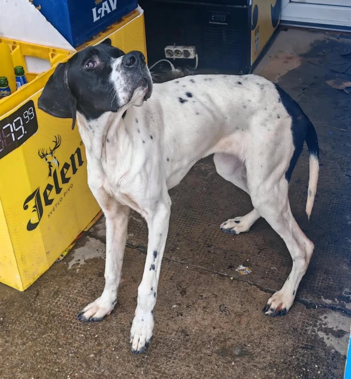 Nora, young Pointer for adoption at Tierfreunde im Fläming e.V.