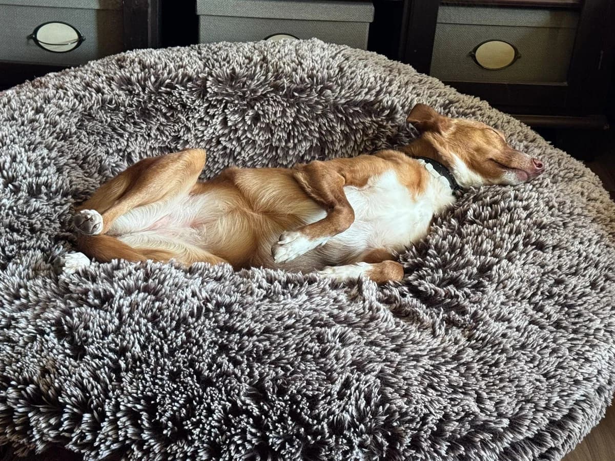 Yeni;, female 4yo Podenco for adoption at Tierfreunde im Fläming e.V.