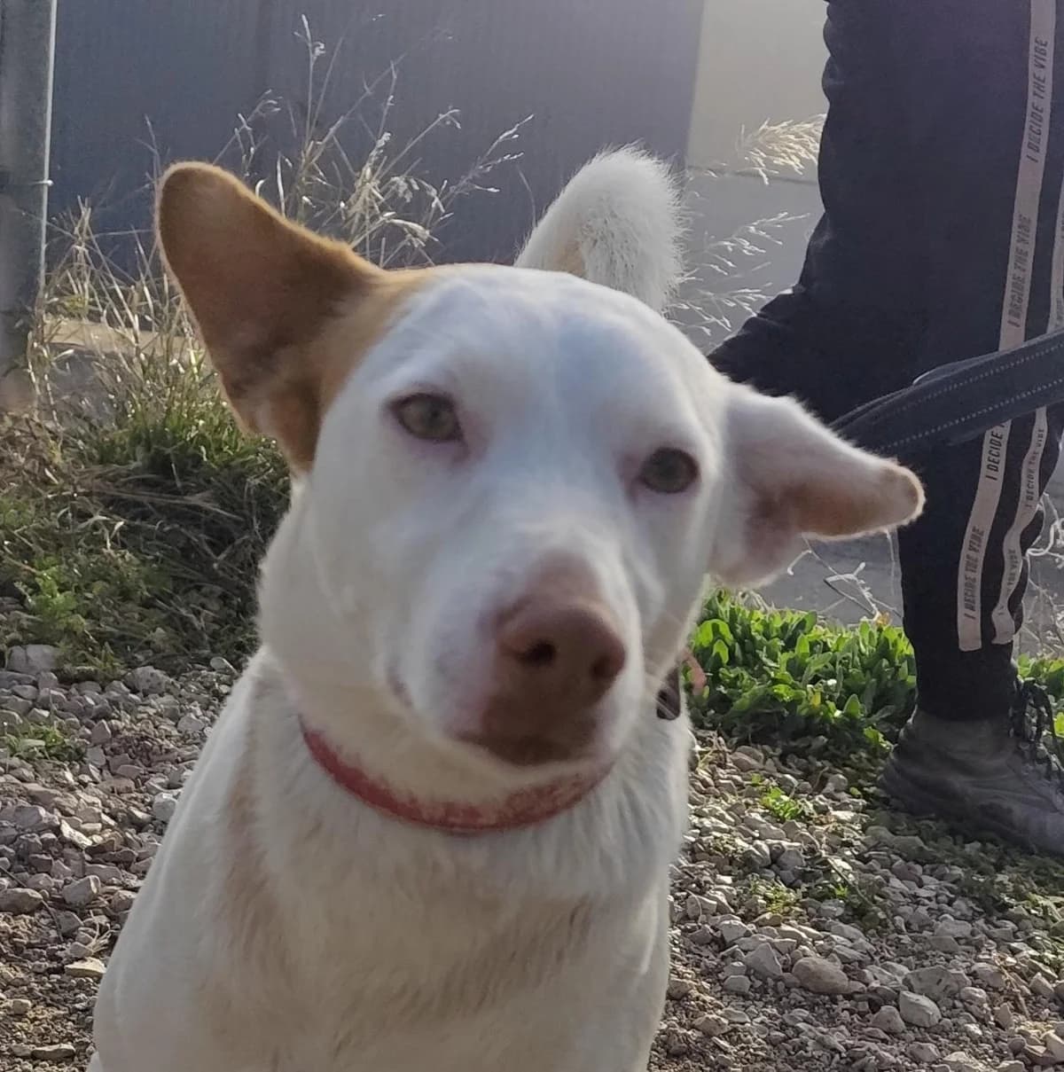 Coke;, male 3yo Mixed Breed for adoption at Tierfreunde im Fläming e.V.