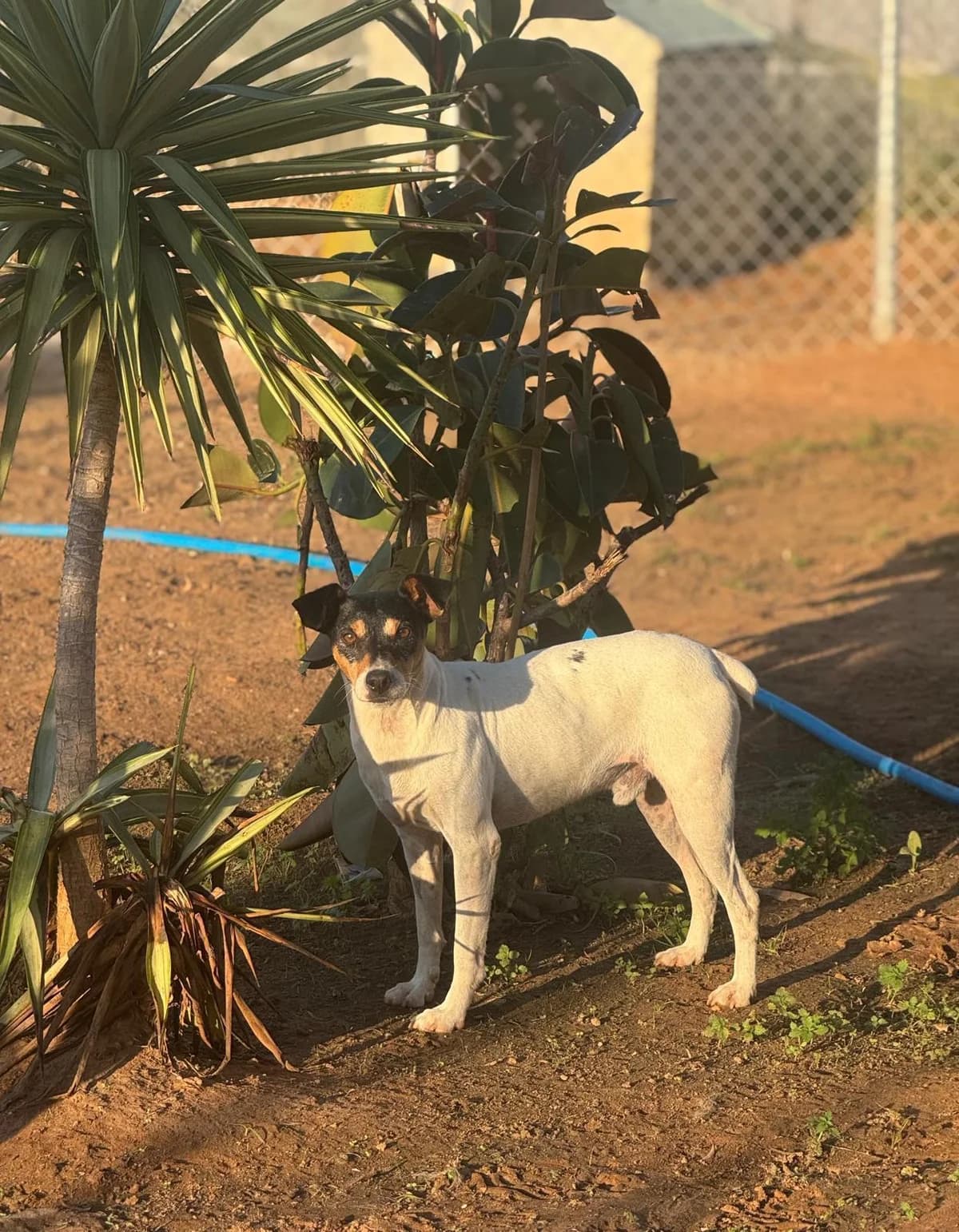 Faolan, male young mixed breed for adoption at Tierfreunde im Fläming e.V.