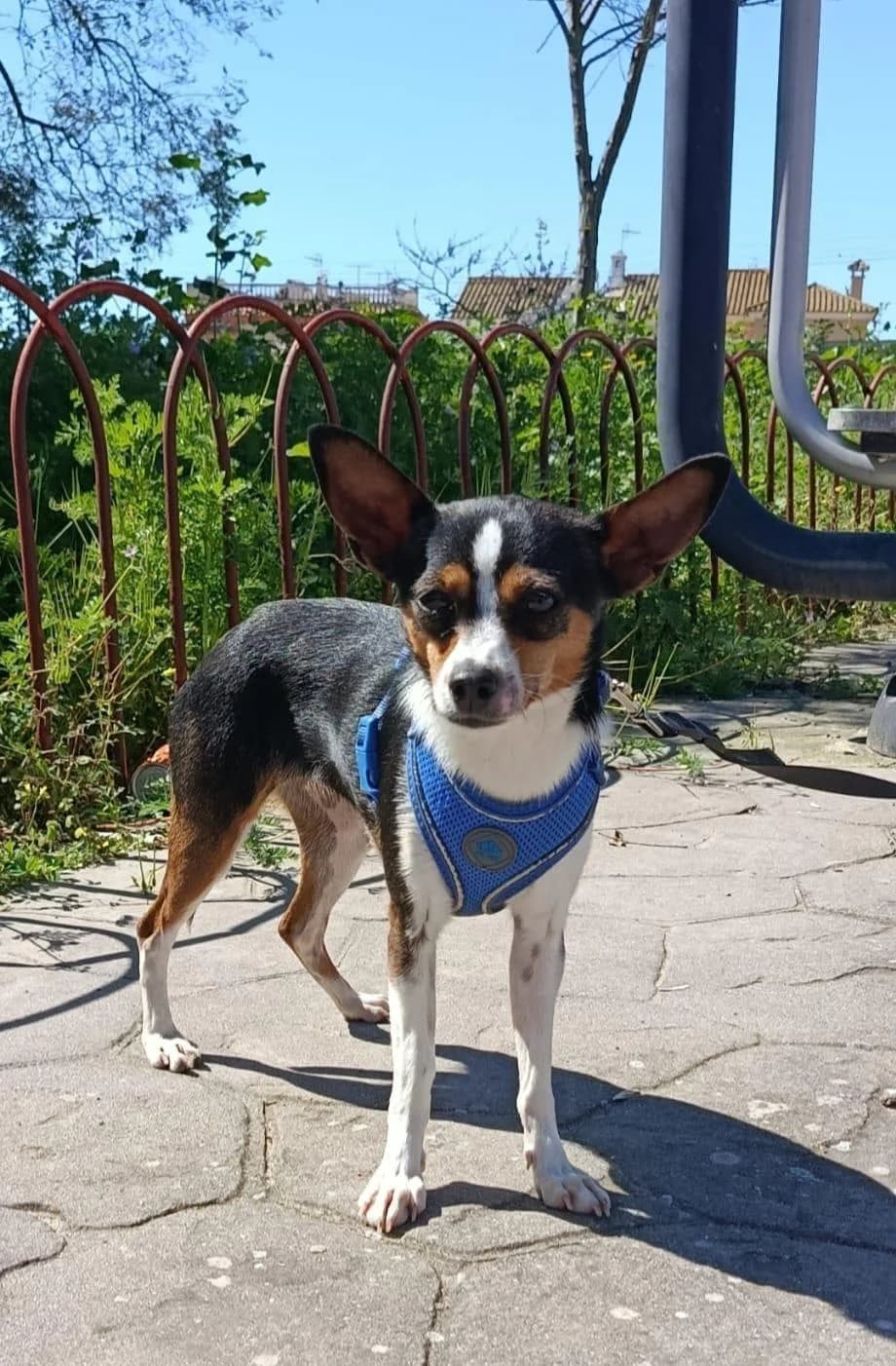 kleine, female young Chihuahua for adoption at Tierfreunde im Fläming e.V.