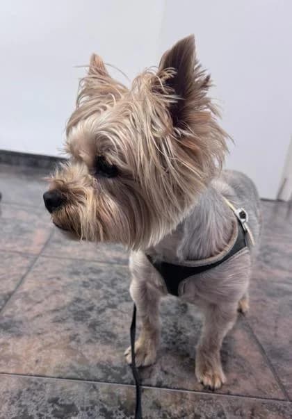 Duque5, male Yorkshire Terrier for adoption at Tierfreunde im Fläming e.V.