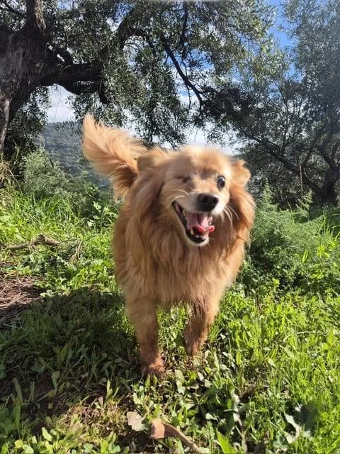 Chipiron, male senior Mixed Breed for adoption at Tierfreunde im Fläming e.V.
