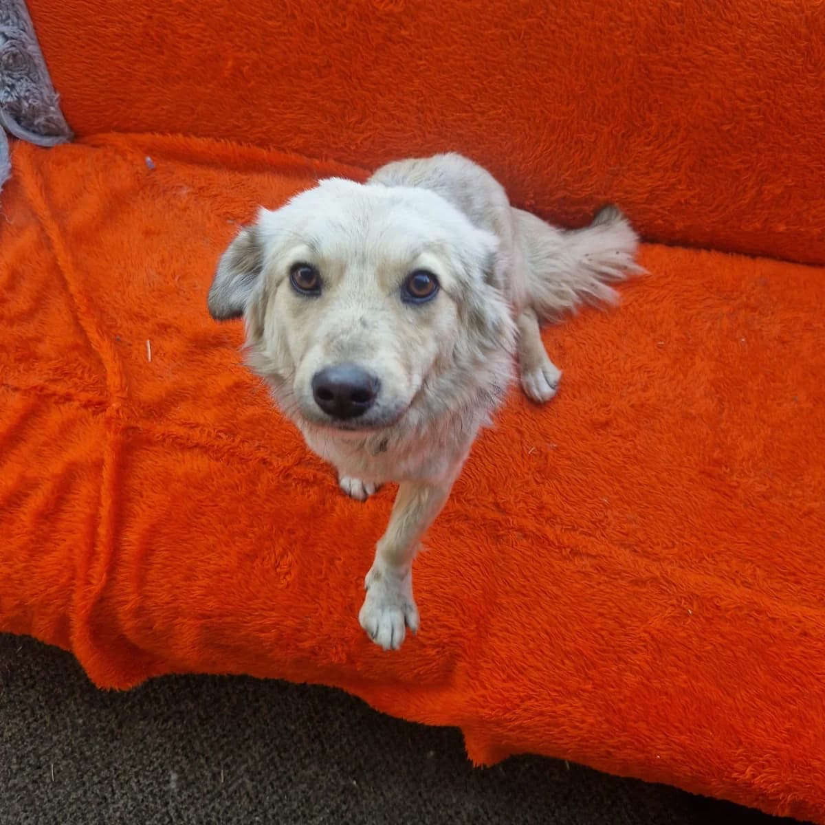 Aurora, female young Mixed Breed for adoption at Tierfreunde im Fläming e.V.