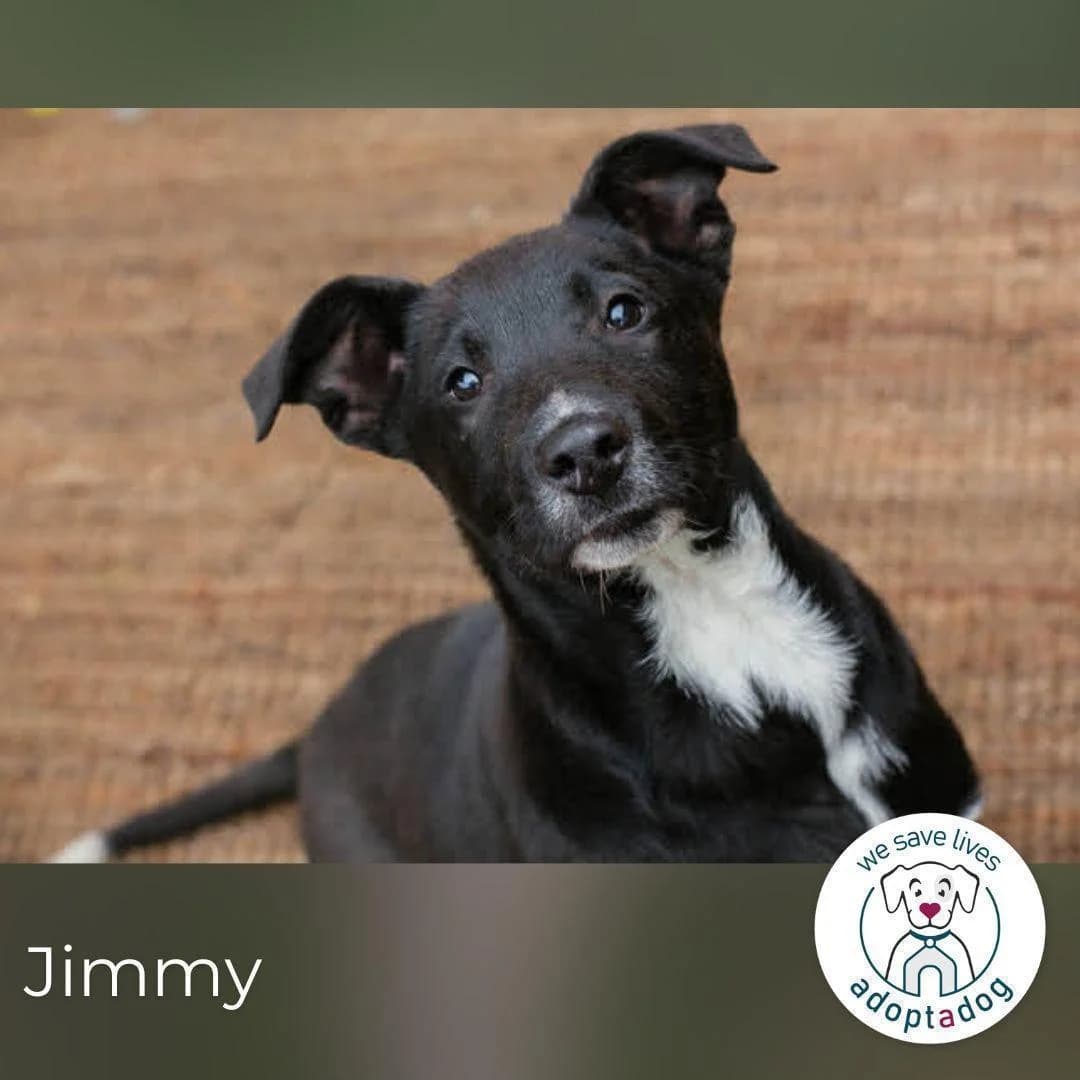 Jimmy, male puppy Mixed Breed for adoption at Tierfreunde im Fläming e.V.