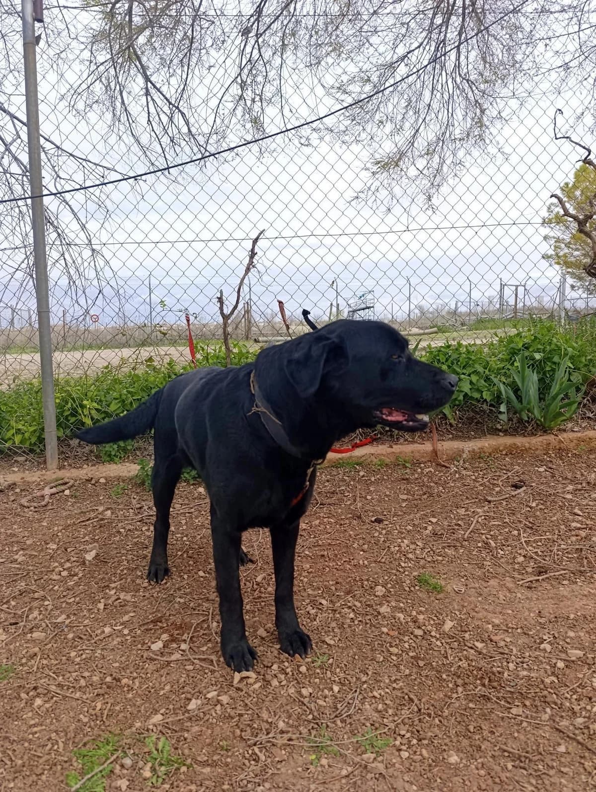 Coco3, gold male young Labrador Retriever for adoption at Tierfreunde im Fläming e.V.