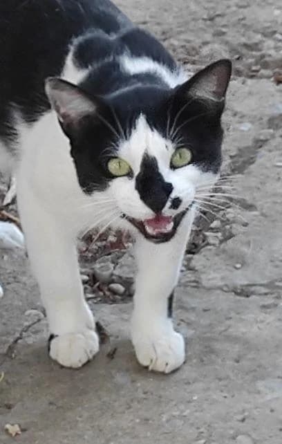 MANCHITAS, male young European Shorthair for adoption at Tierfreunde im Fläming e.V.