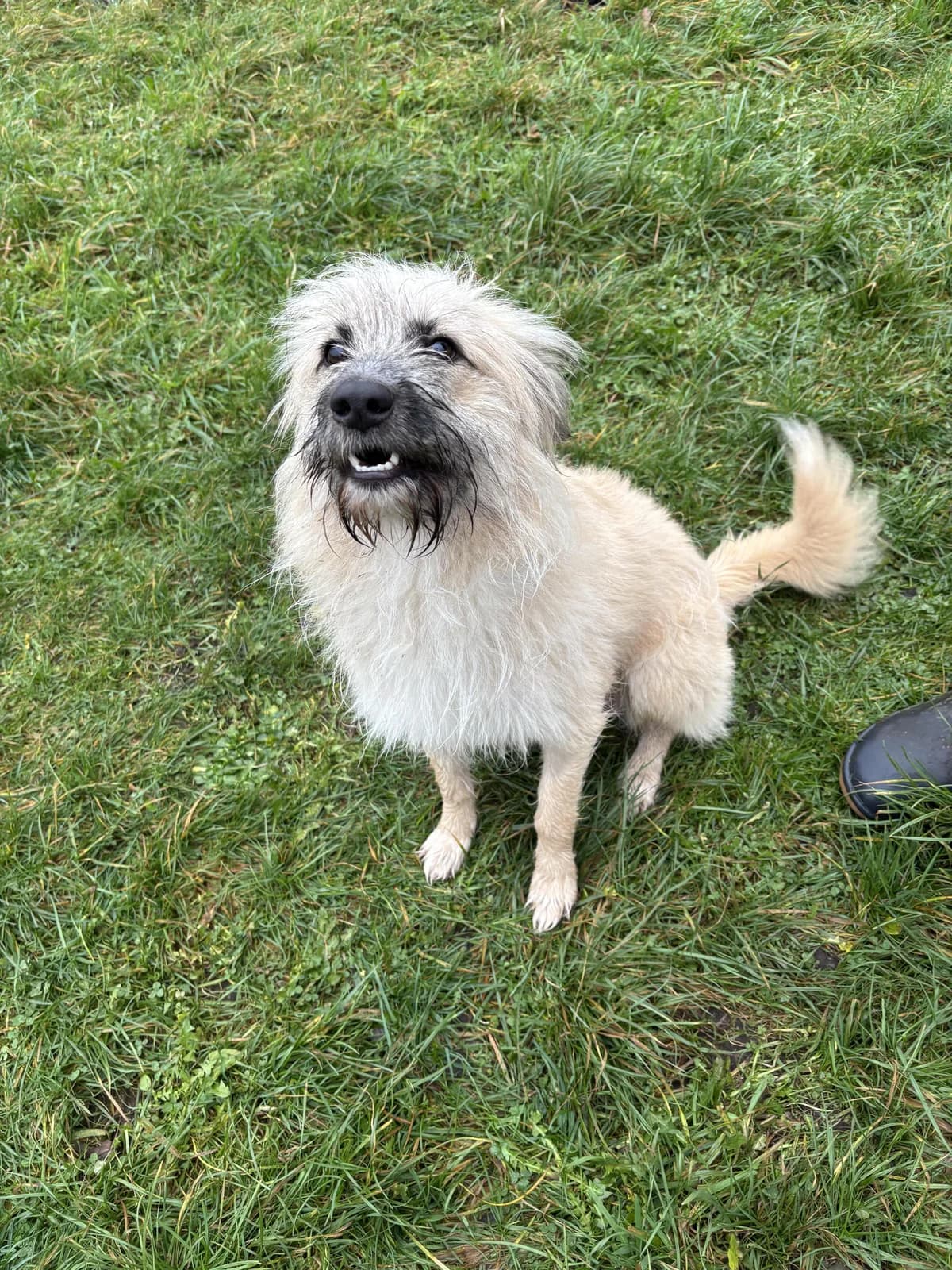 Sammy, male young mixed breed for adoption at Tierfreunde im Fläming e.V.