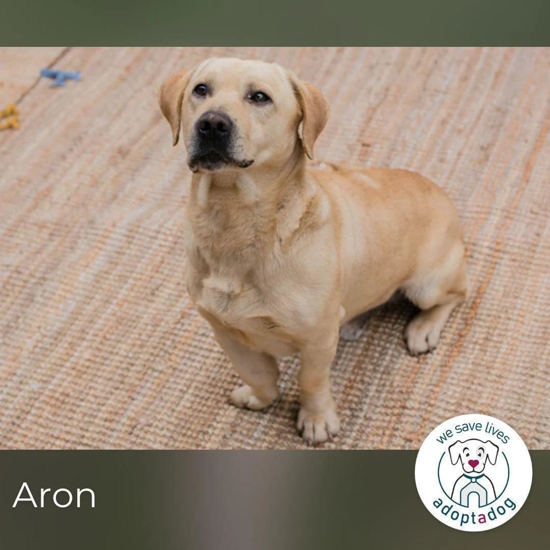 Aron, male 7yo Mixed Breed for adoption at Tierfreunde im Fläming e.V.