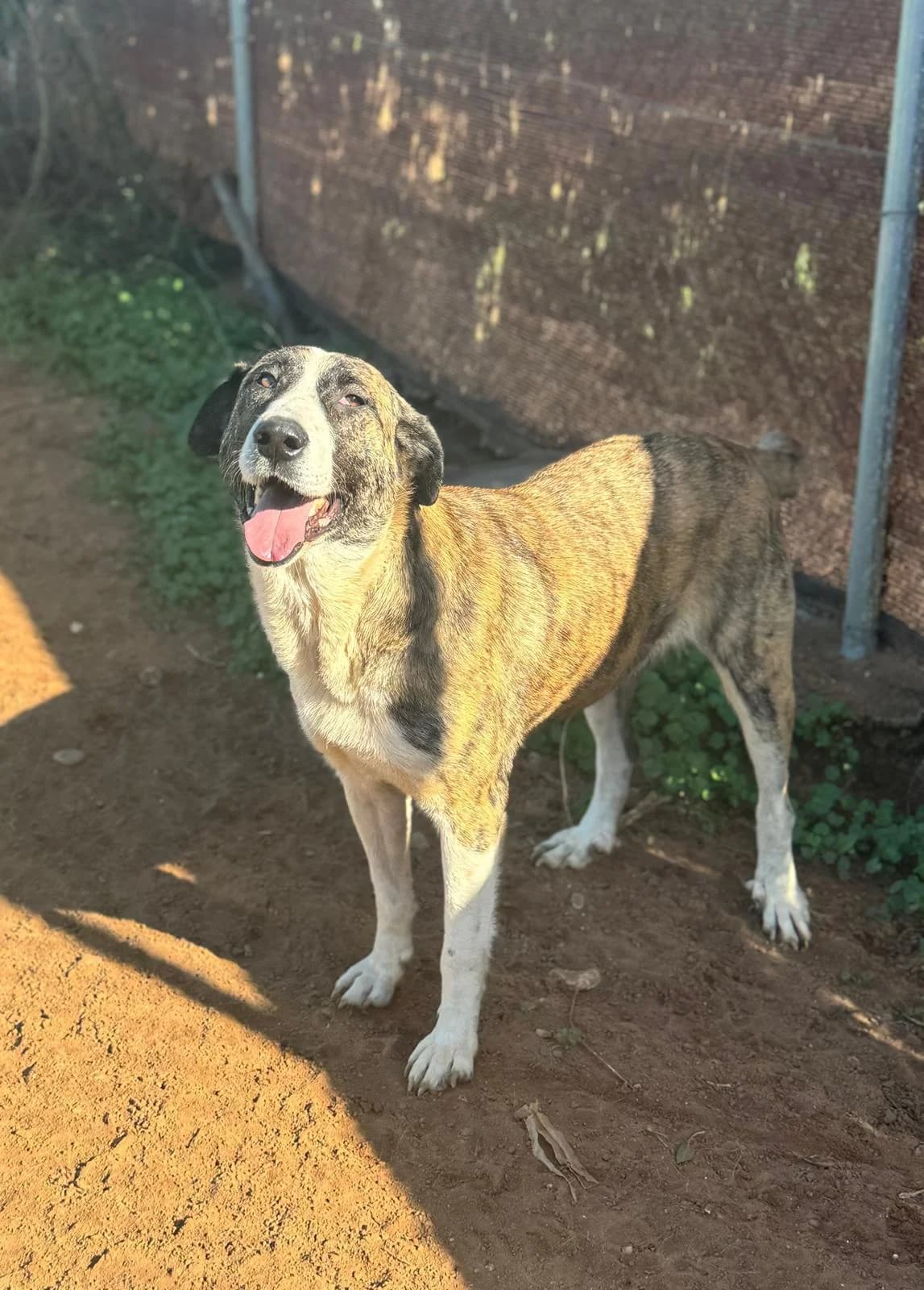 kluge, female 5yo Mixed Breed for adoption at Tierfreunde im Fläming e.V.