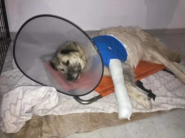 ZWEI, female 3yo Mixed Breed for adoption at Tierfreunde im Fläming e.V.