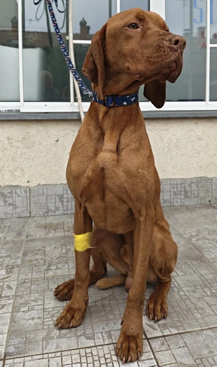 Goya, male young Vizsla for adoption at Tierfreunde im Fläming e.V.