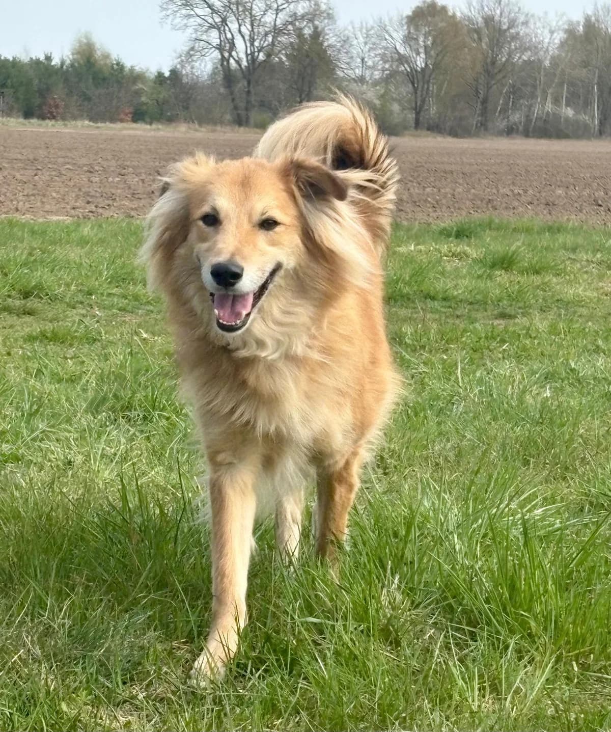 Baily, male 4yo mixed breed for adoption at Tierfreunde im Fläming e.V.