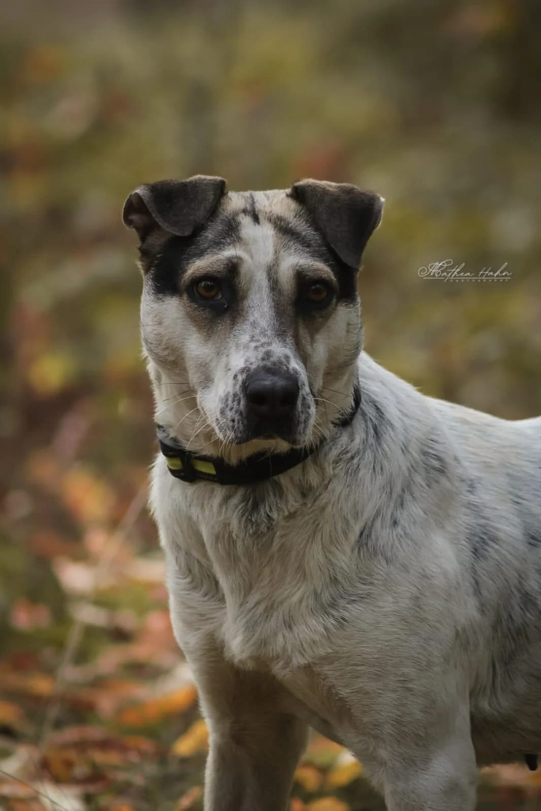 Mayla, female 4yo Mixed Breed for adoption at Tierfreunde im Fläming e.V.