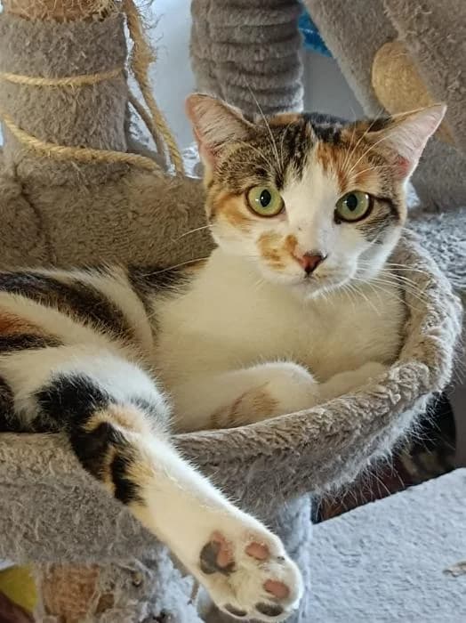 Managua; besonderes Schicksal, female 5yo Mixed Breed Cat for adoption at Tierfreunde im Fläming e.V.