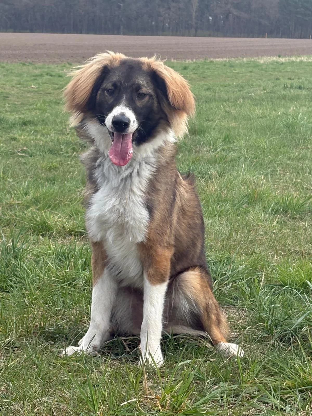 🐾 Bounty, male young Mixed Breed for adoption at Tierfreunde im Fläming e.V.