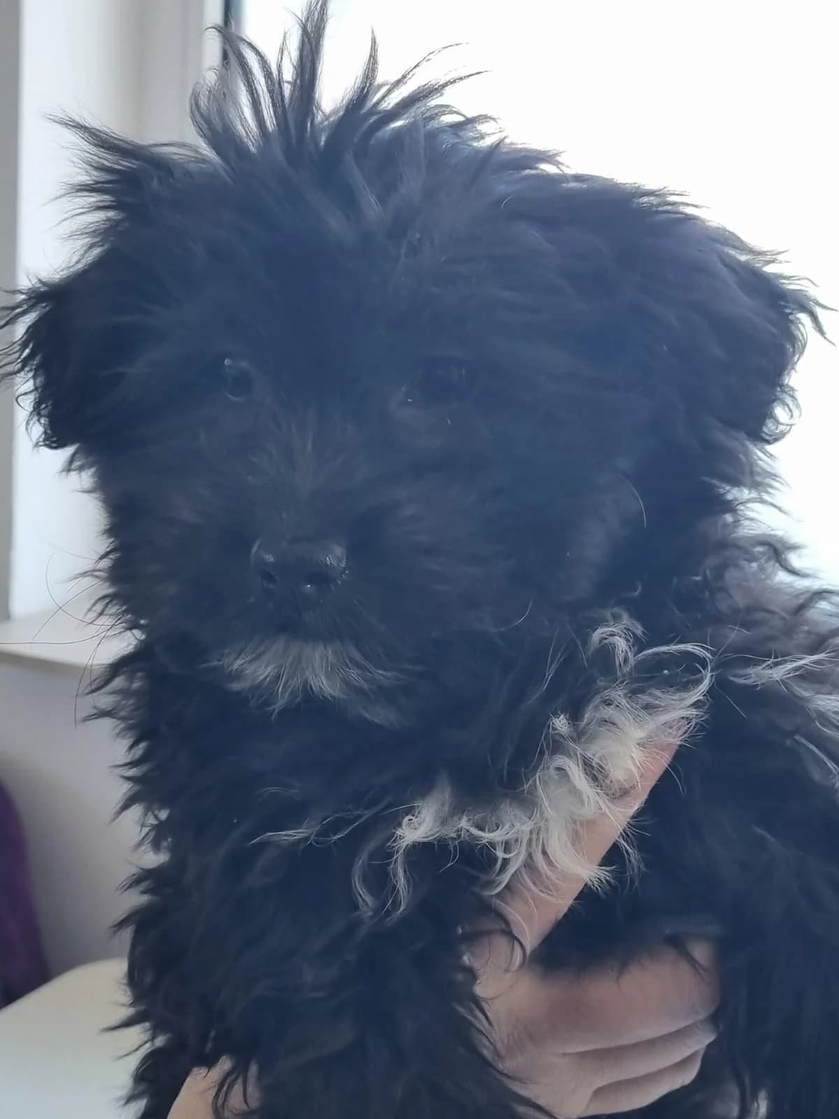 Ronja Welpe, female puppy Mixed Breed for adoption at Tierfreunde im Fläming e.V.