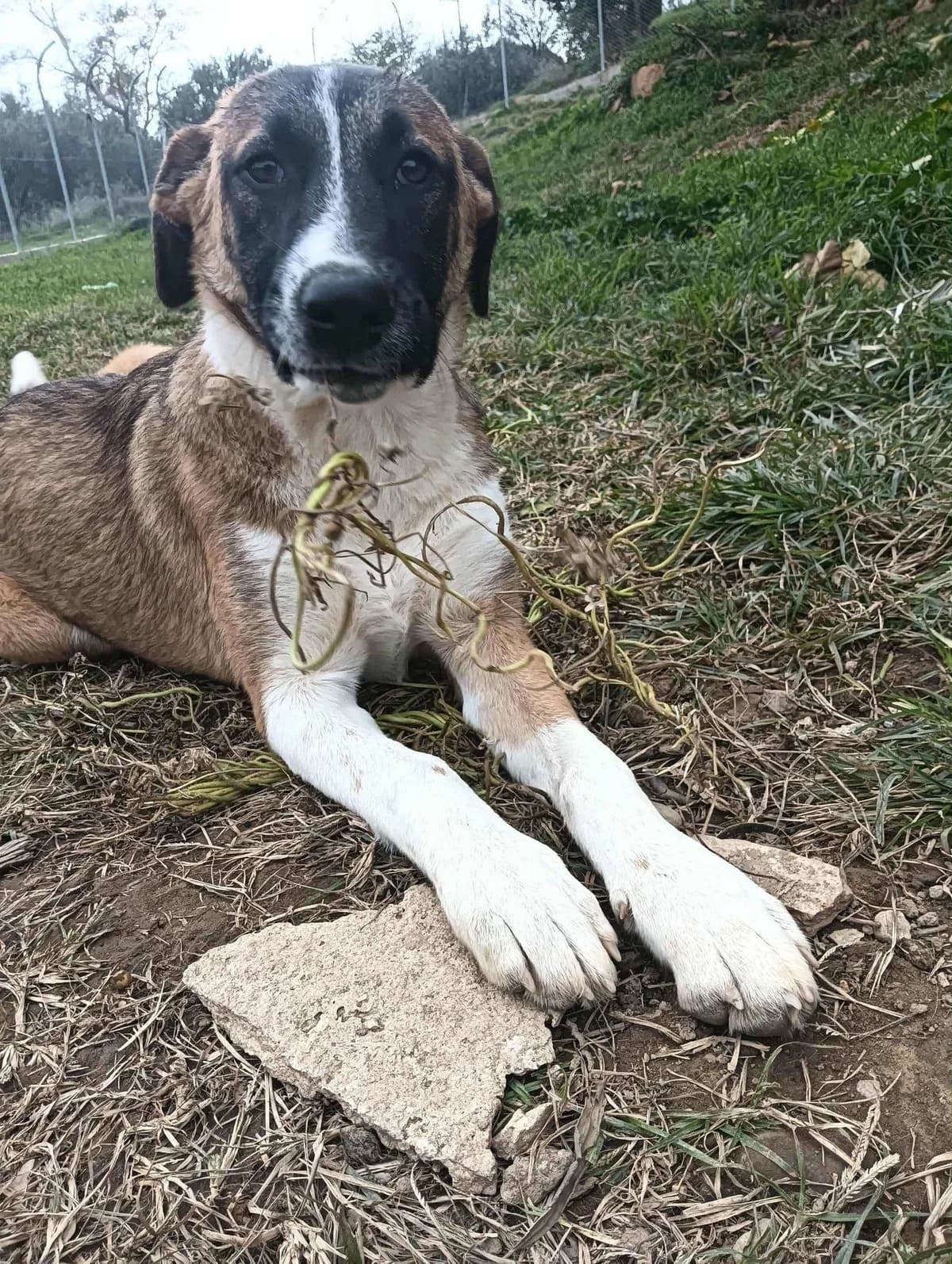 Amanda, female young Mixed Breed for adoption at Tierfreunde im Fläming e.V.